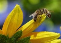 two honey bees on a yellow flower