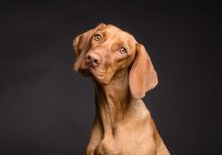 Beagle portrait by Pixabay/ Vizslafotozas
